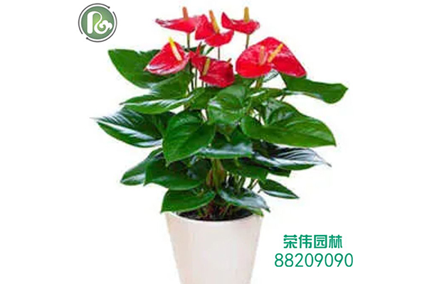 紅掌長(zhǎng)期開花