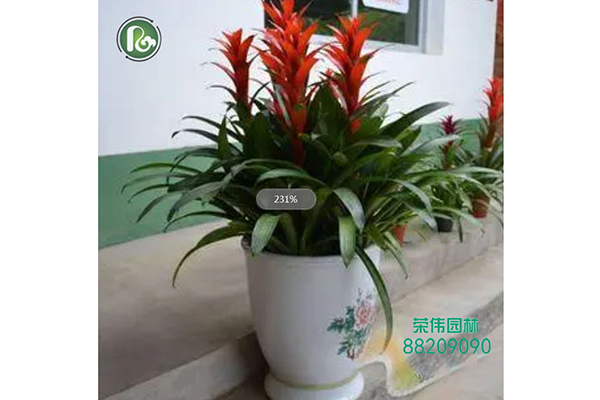 鴻運(yùn)當(dāng)頭長(zhǎng)期開花